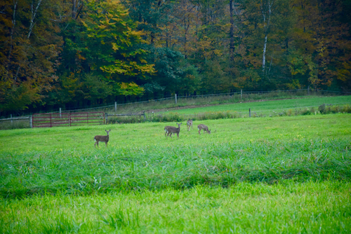 Whitetail deer in our field